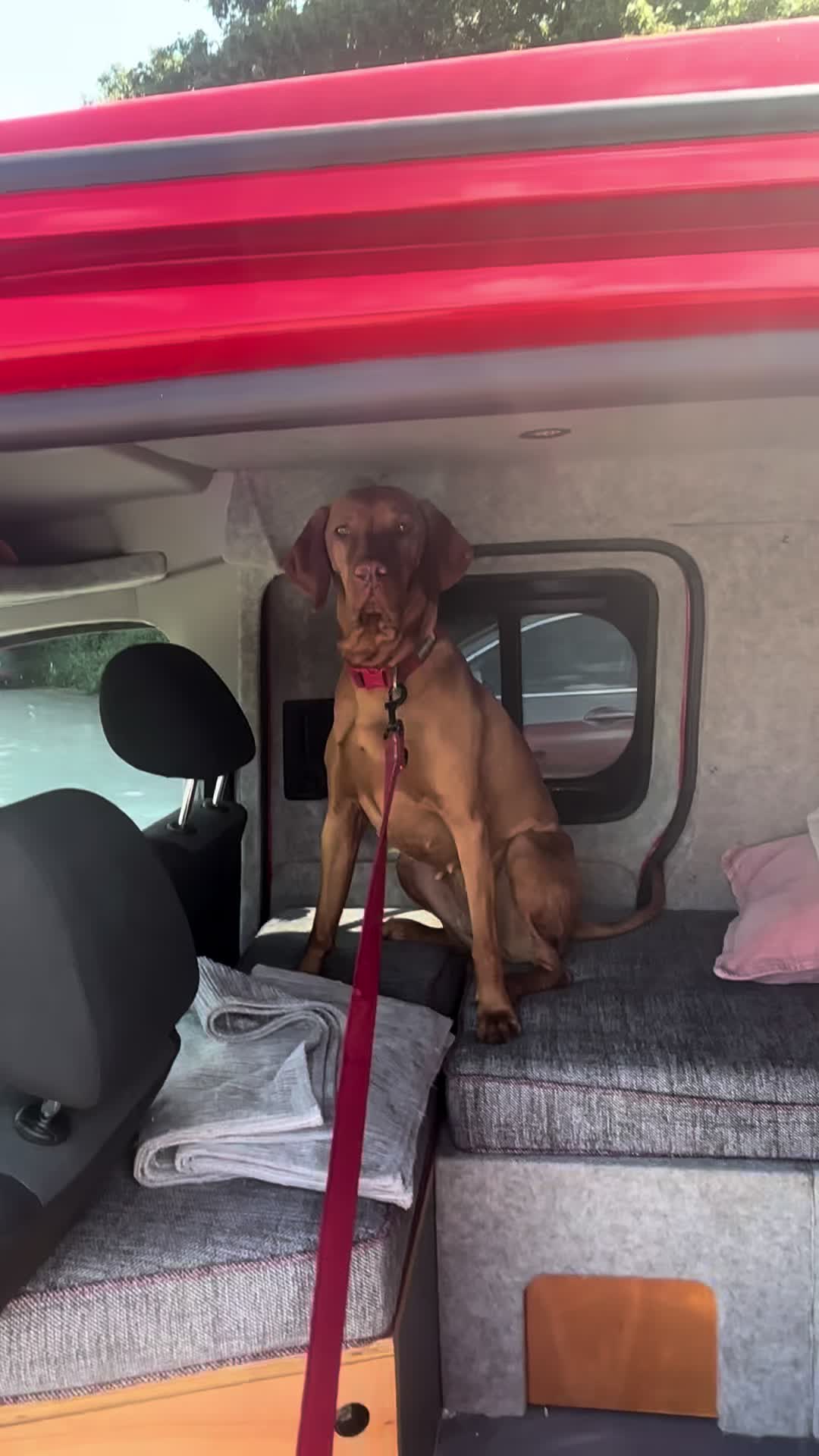 @SazandWillowVizsla
