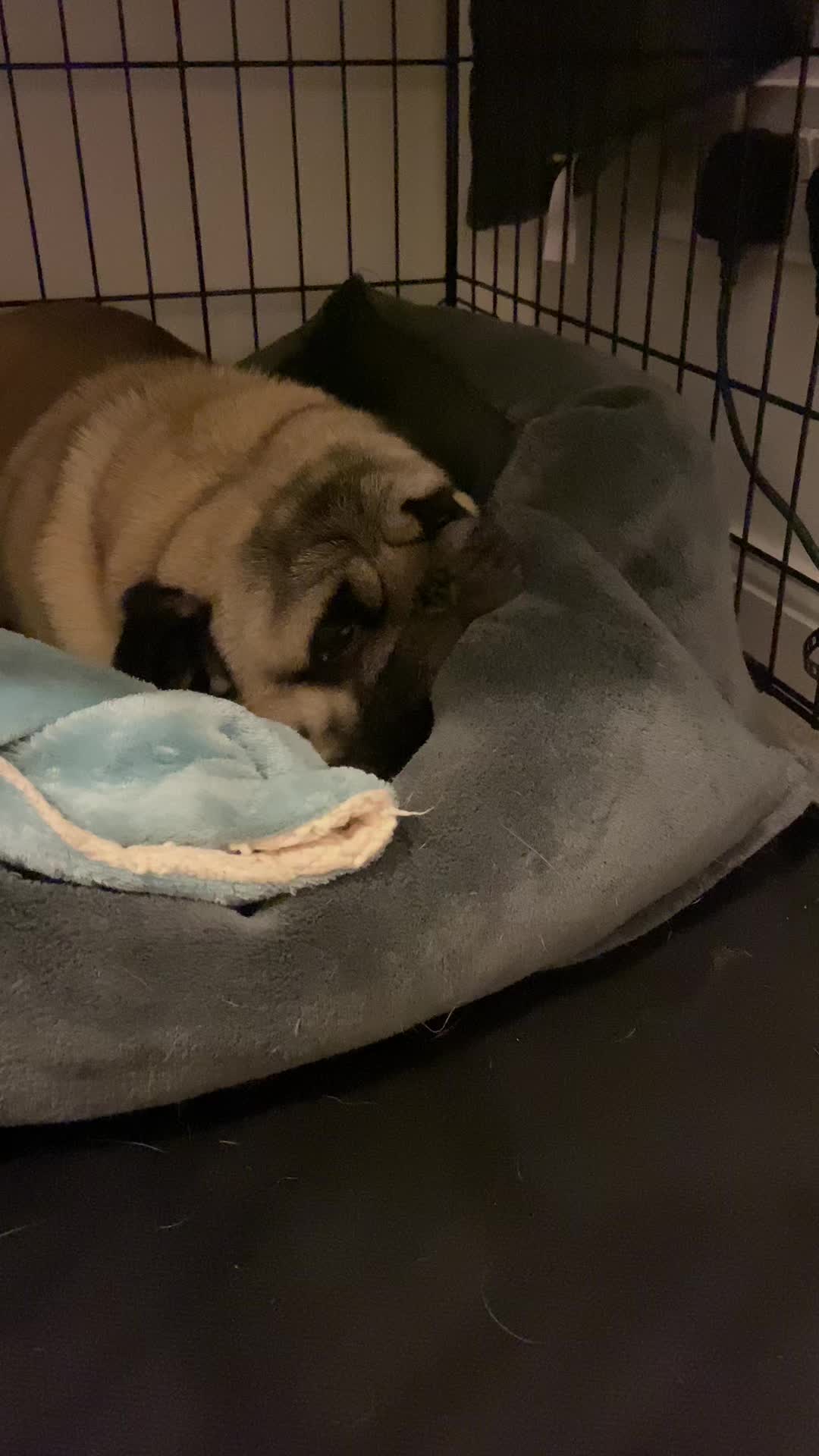 @Wee Winston The Pug