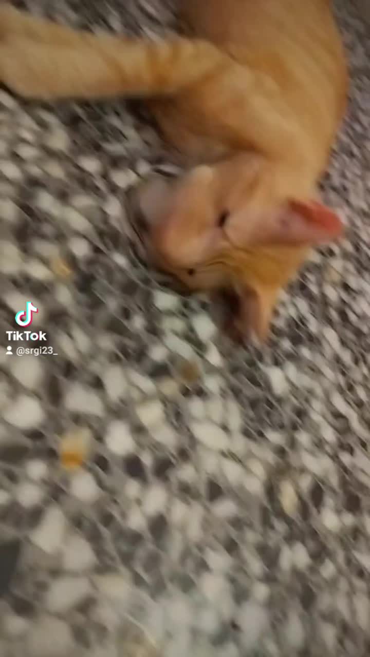 @srgi23_