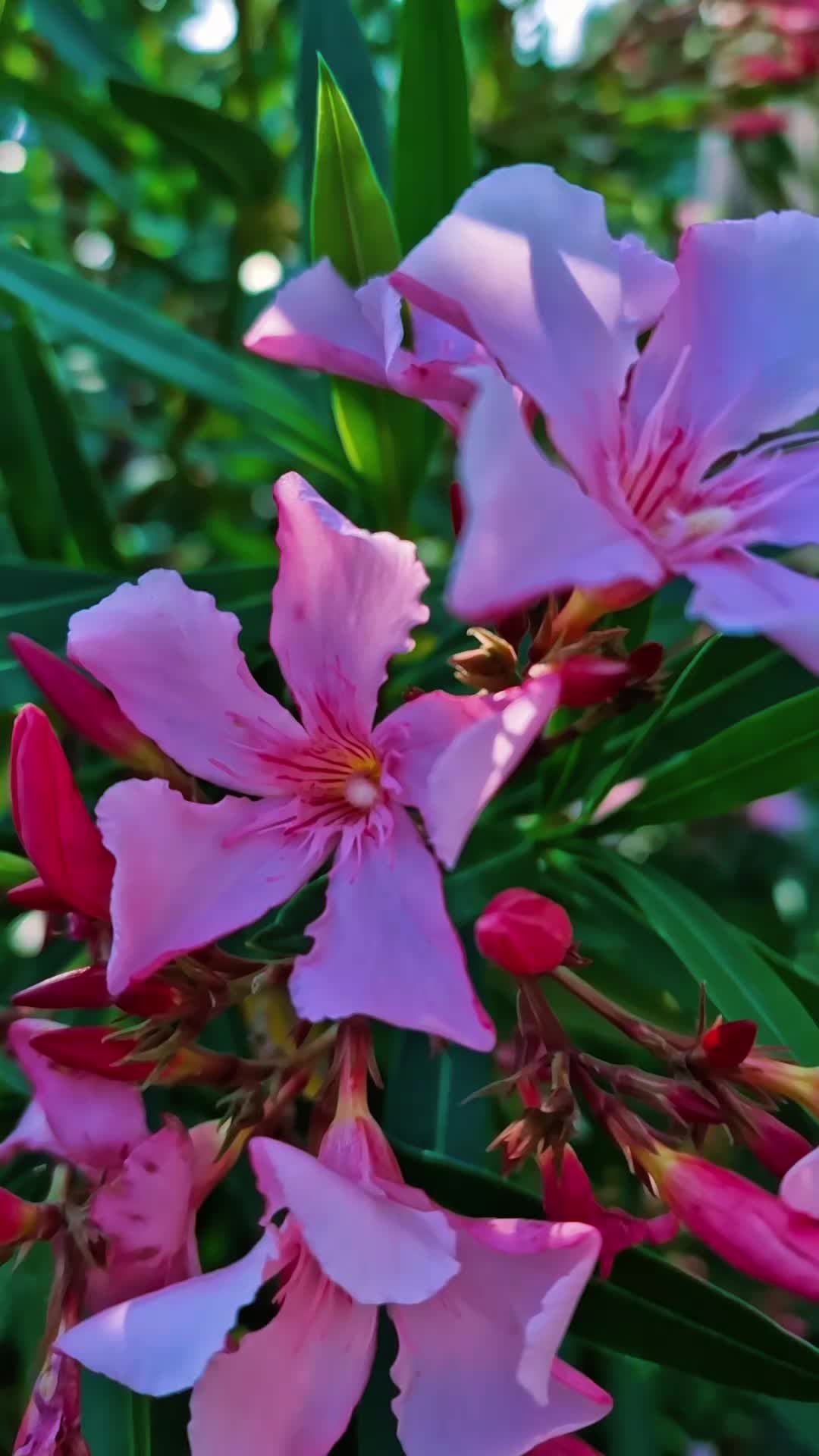 @๐งฟโ๏ธ เฅ ๐๐ฐ๐ท๐ฐ๐ฐ๐ฝ๐ฐ เฅ โ๏ธ๐งฟ