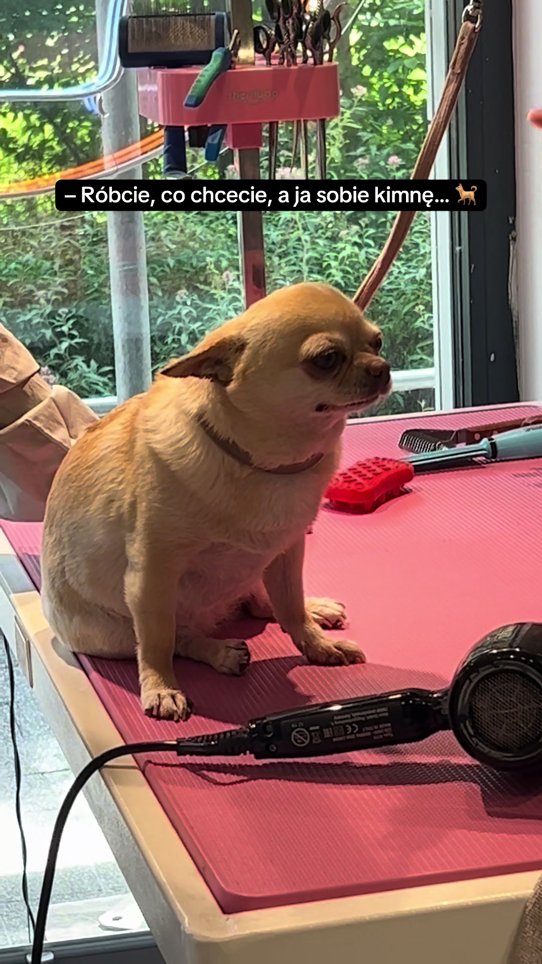 @PetStylist_Teti