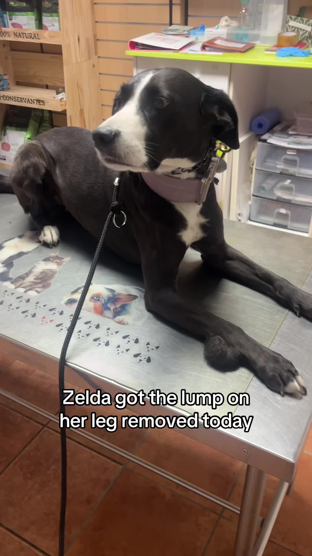 @Evy • Balance for Paws