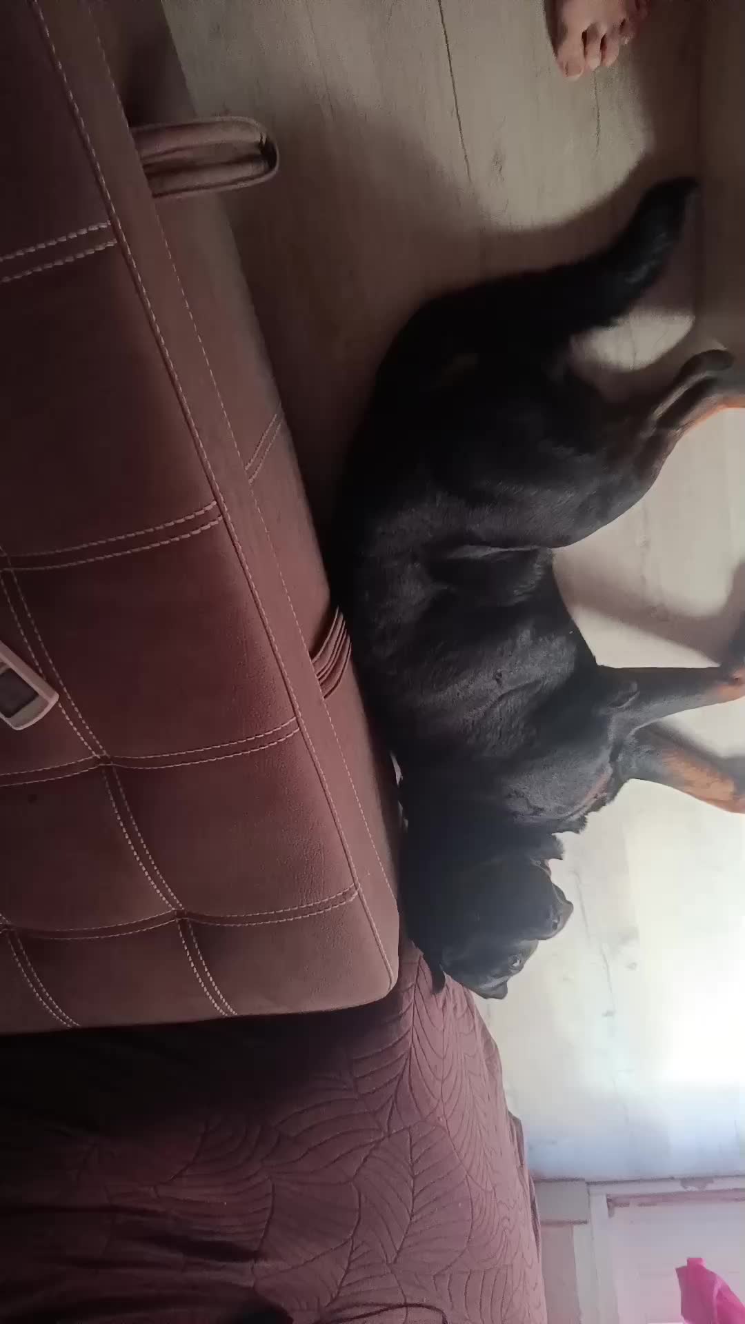 @pepechico