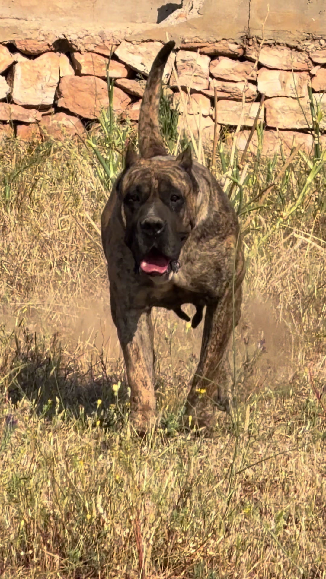 @Alberto Presa Canario Sanz