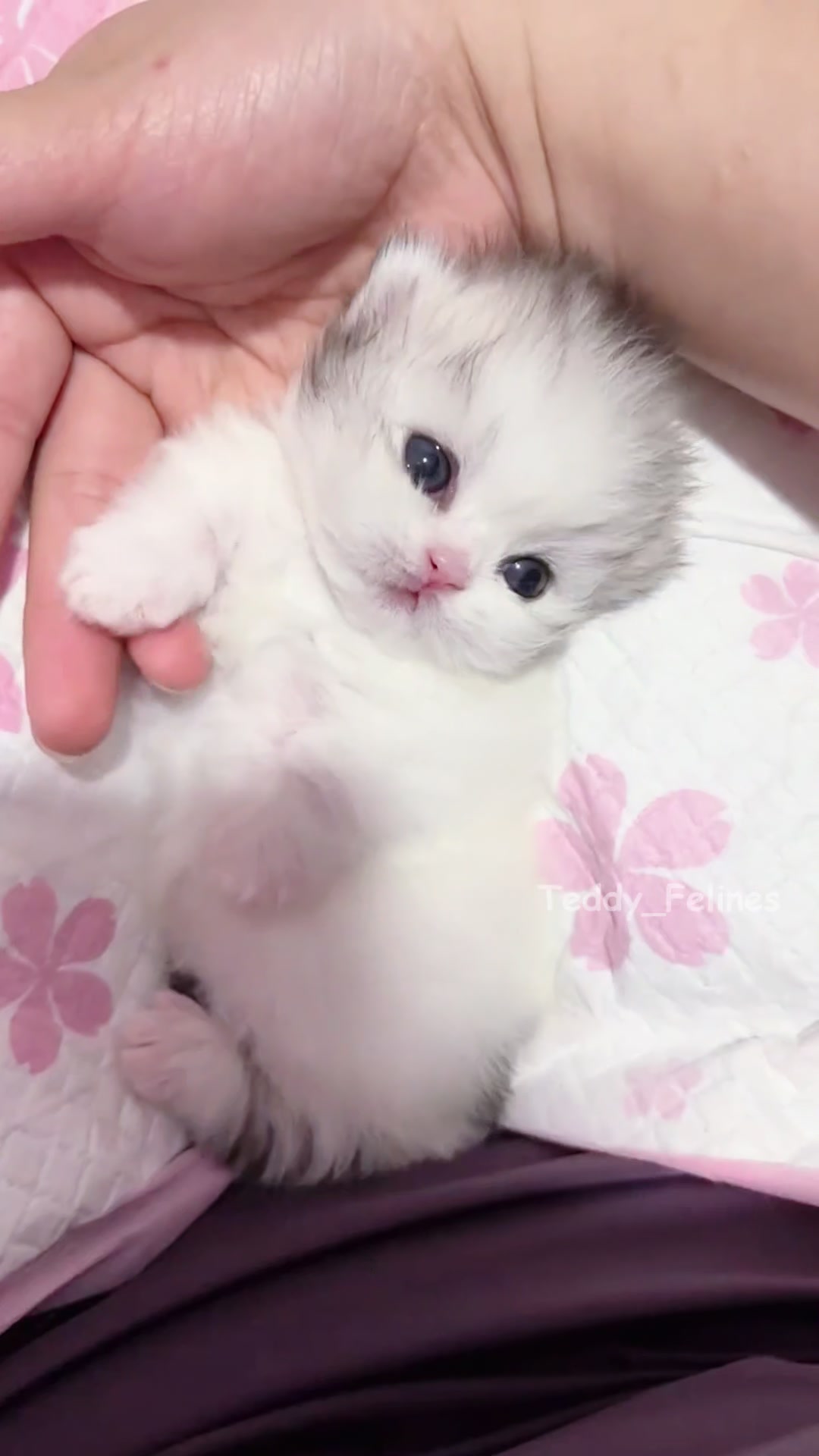 @Teddy_Felines 🧸🐾