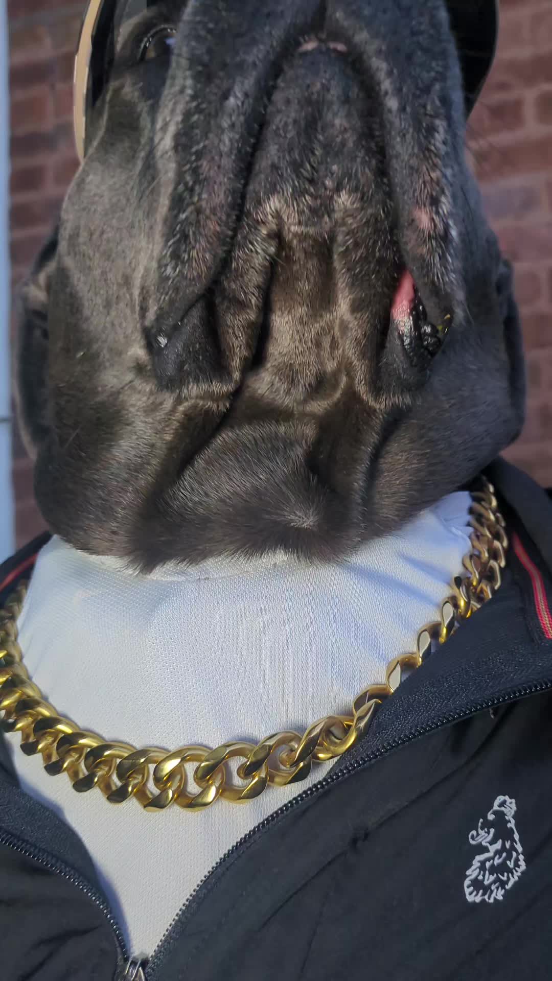 @mist_the_canecorso