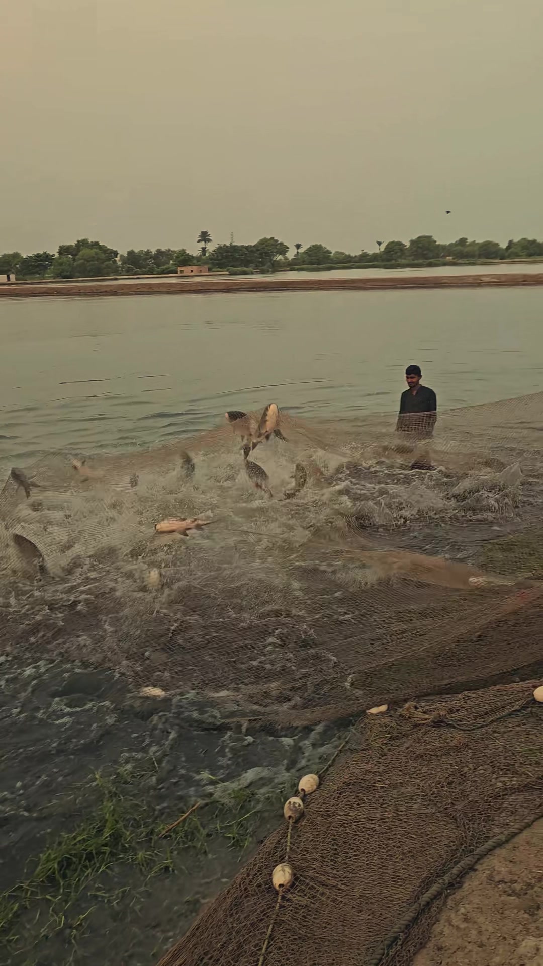 @fish catching video