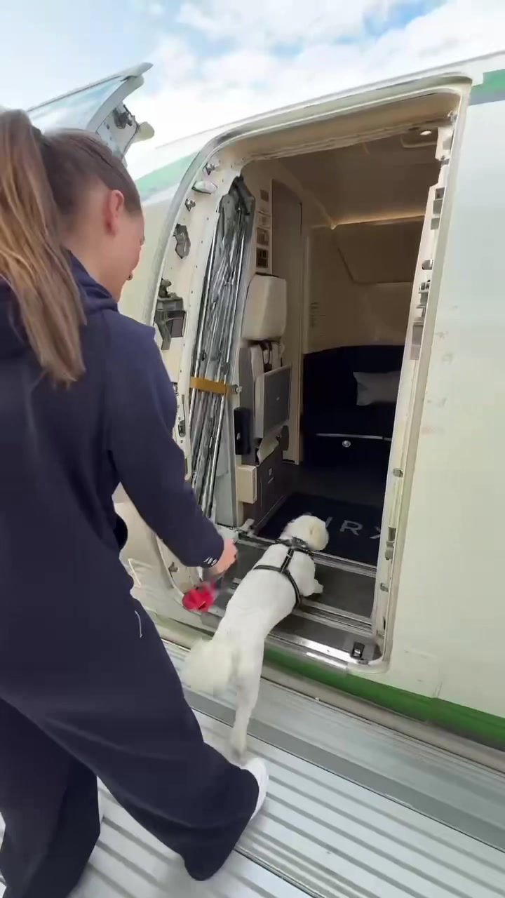 @K9 JETS
