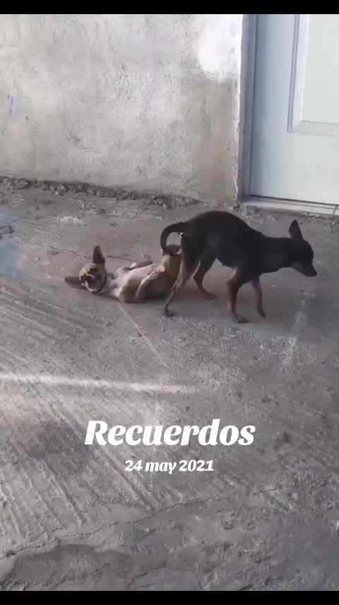 @laferrarilamercedes