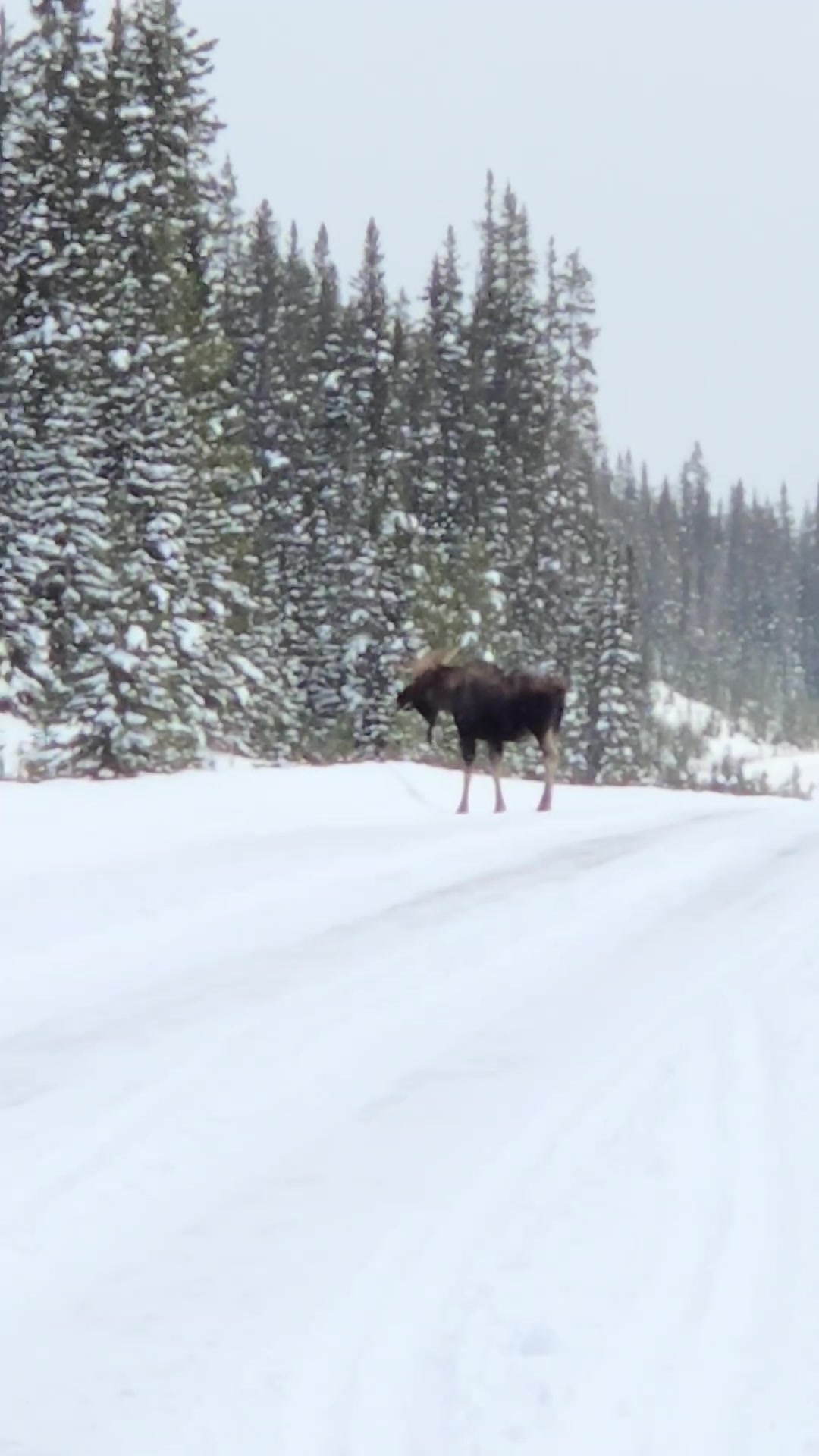 @Banff Nature and Wildlife