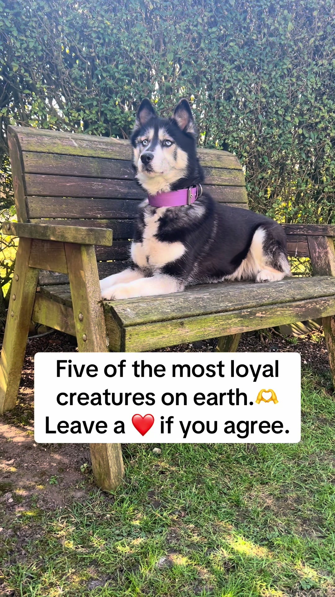 @Pawsome Fivesome