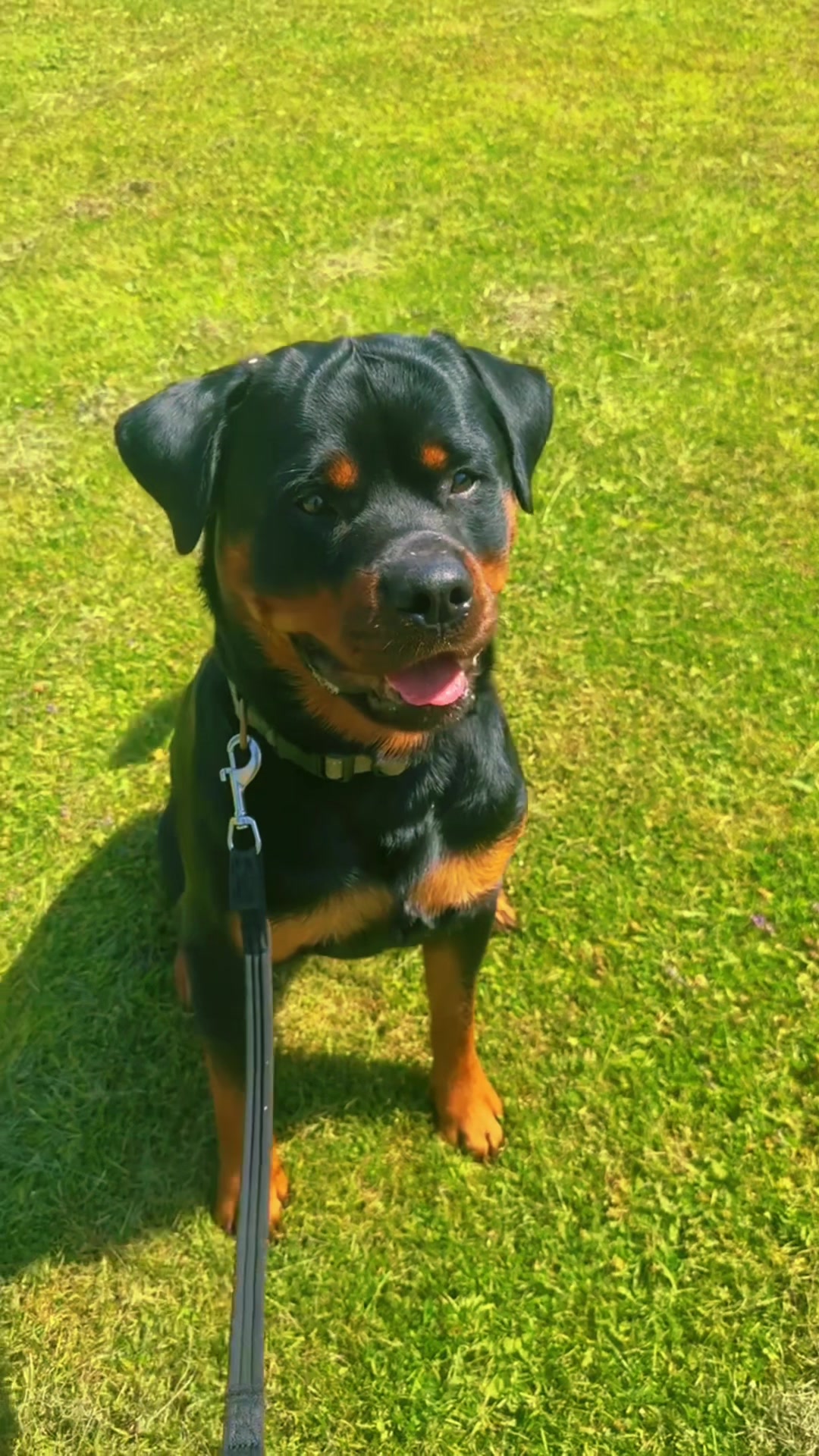 @Robyn’s Dog Walking Services