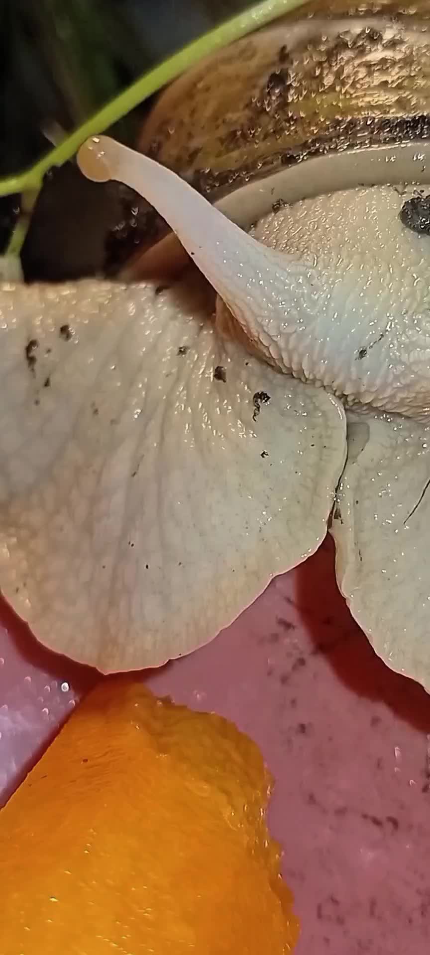 @creepy.crawlie.claire