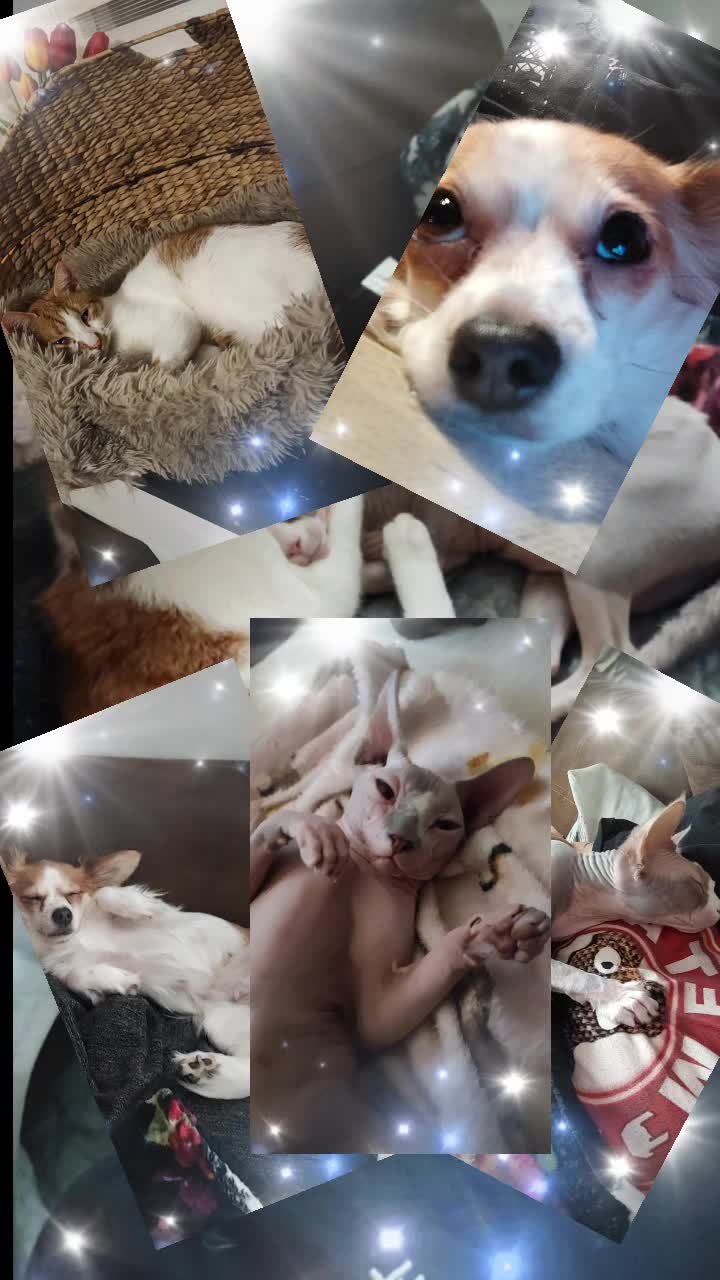 @Lovemycat