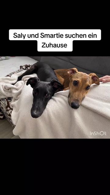 @Azzurra