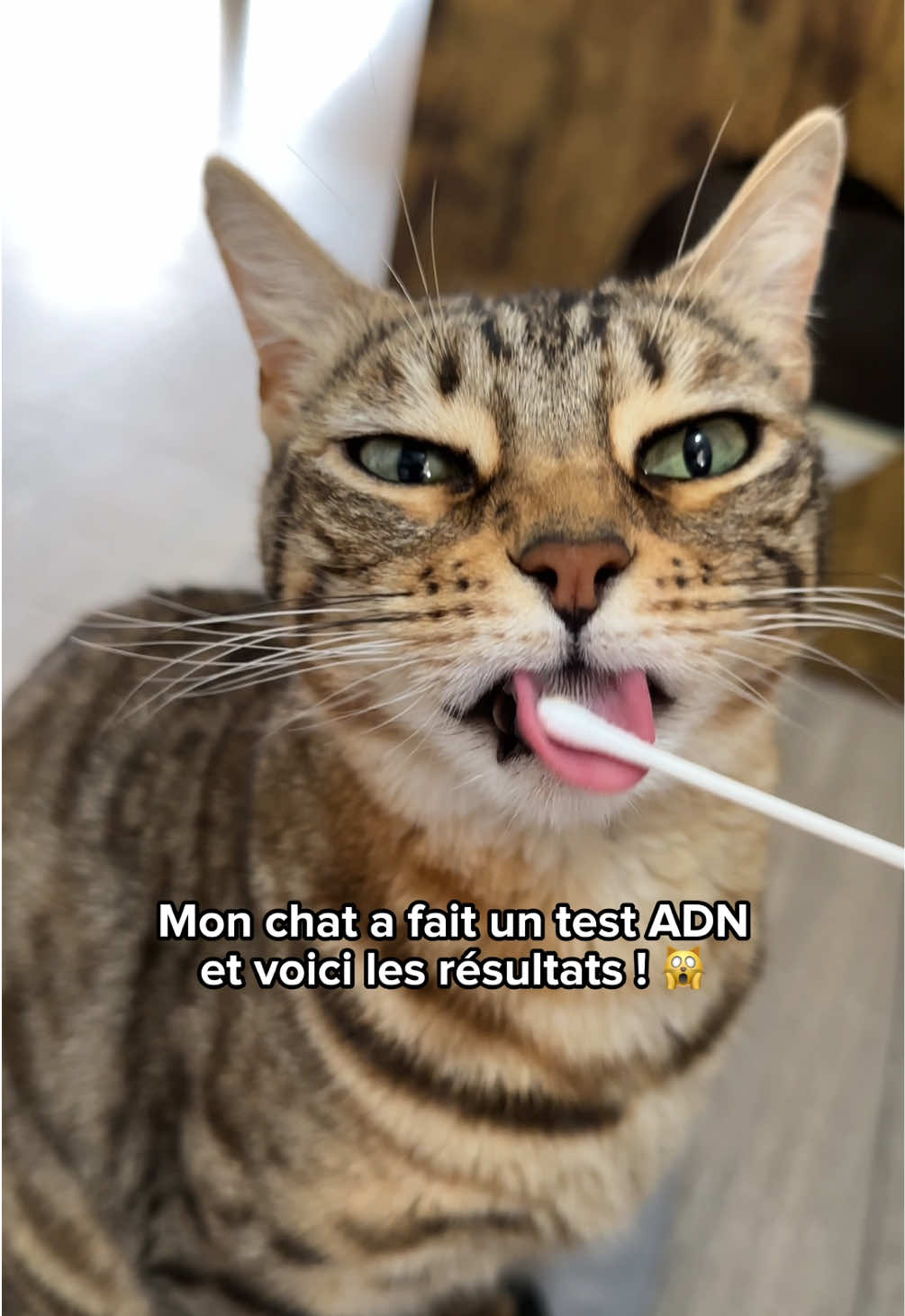 @Ricki the Bengal