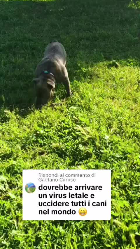 @⚠️ IL RE DEI BULLY ⚠️