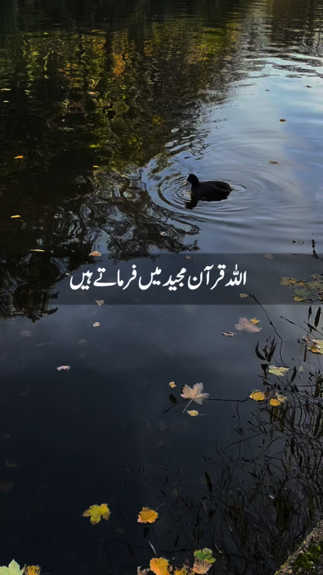 @Nisba786💗🇬🇧🇵🇰