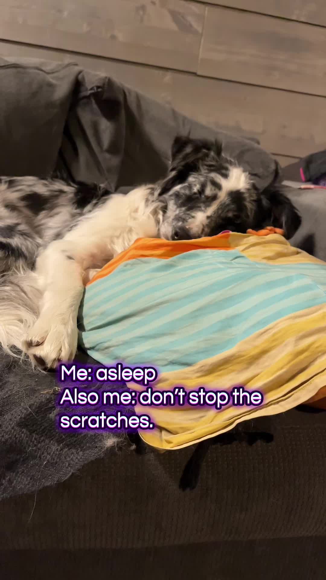 @bordercollieMuse