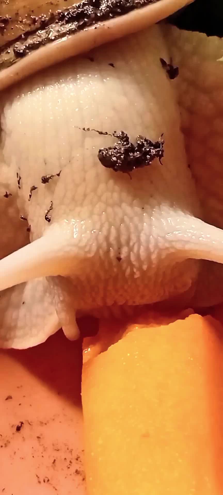 @creepy.crawlie.claire