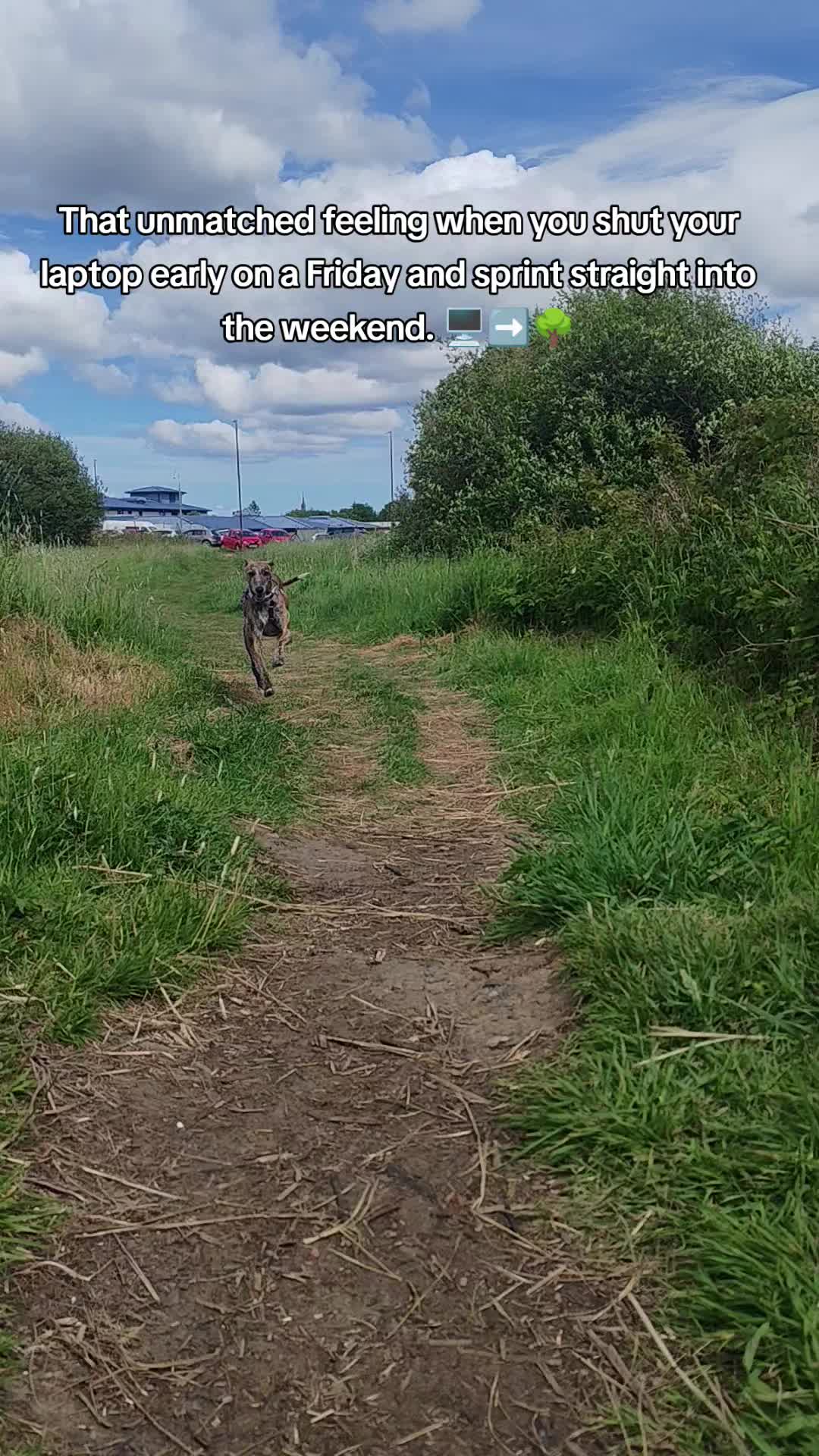 @LollyTheStrayDog
