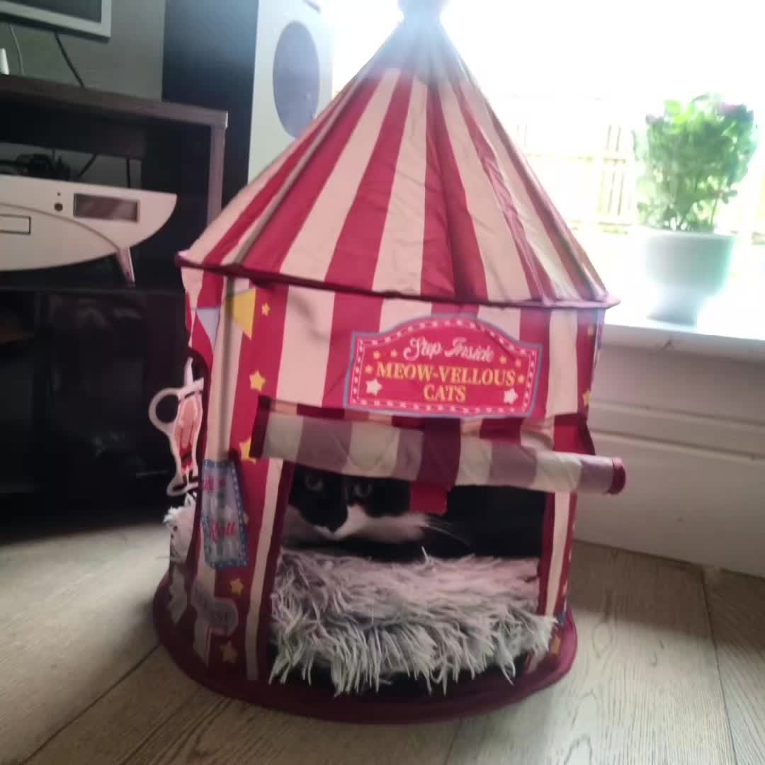 @2catlife