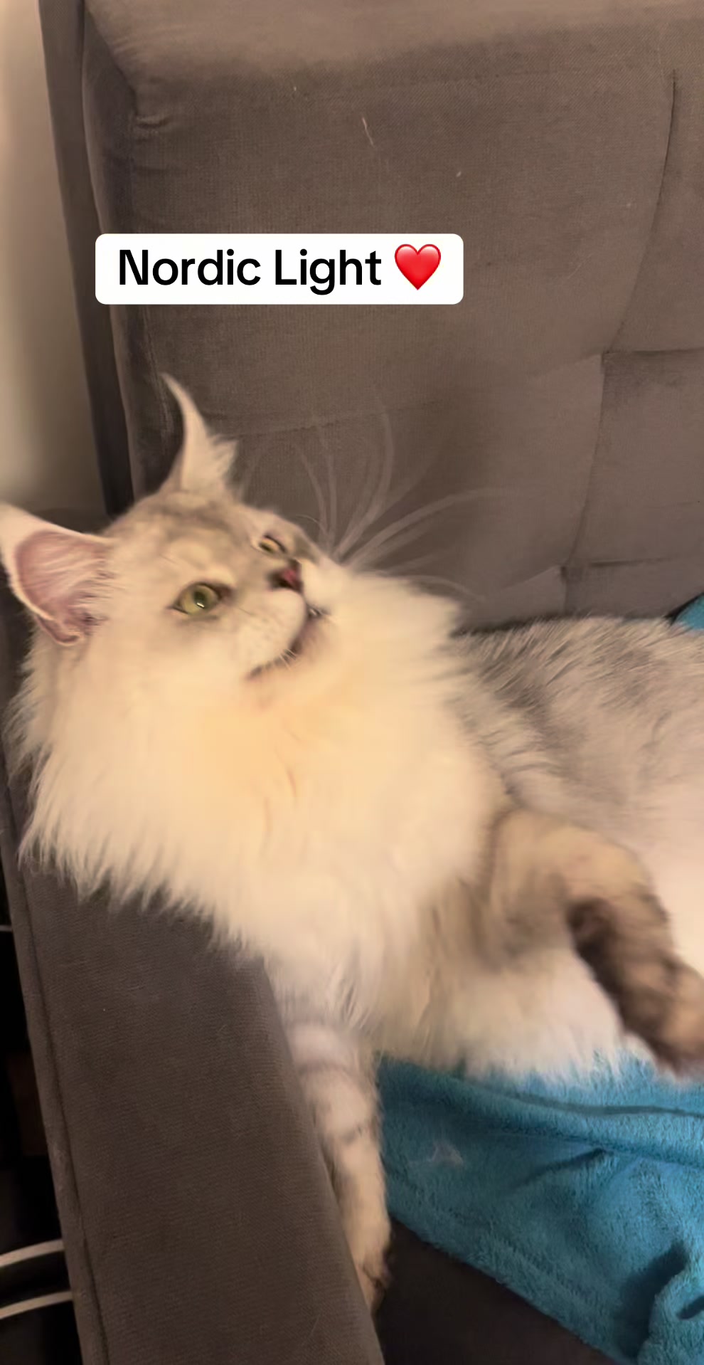@Meercats MaineCoon