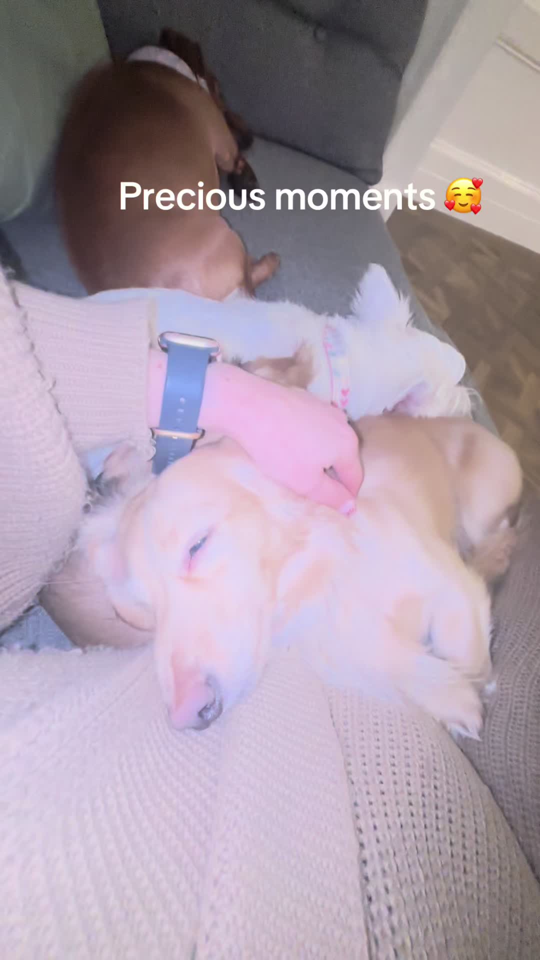 @doglovers1980