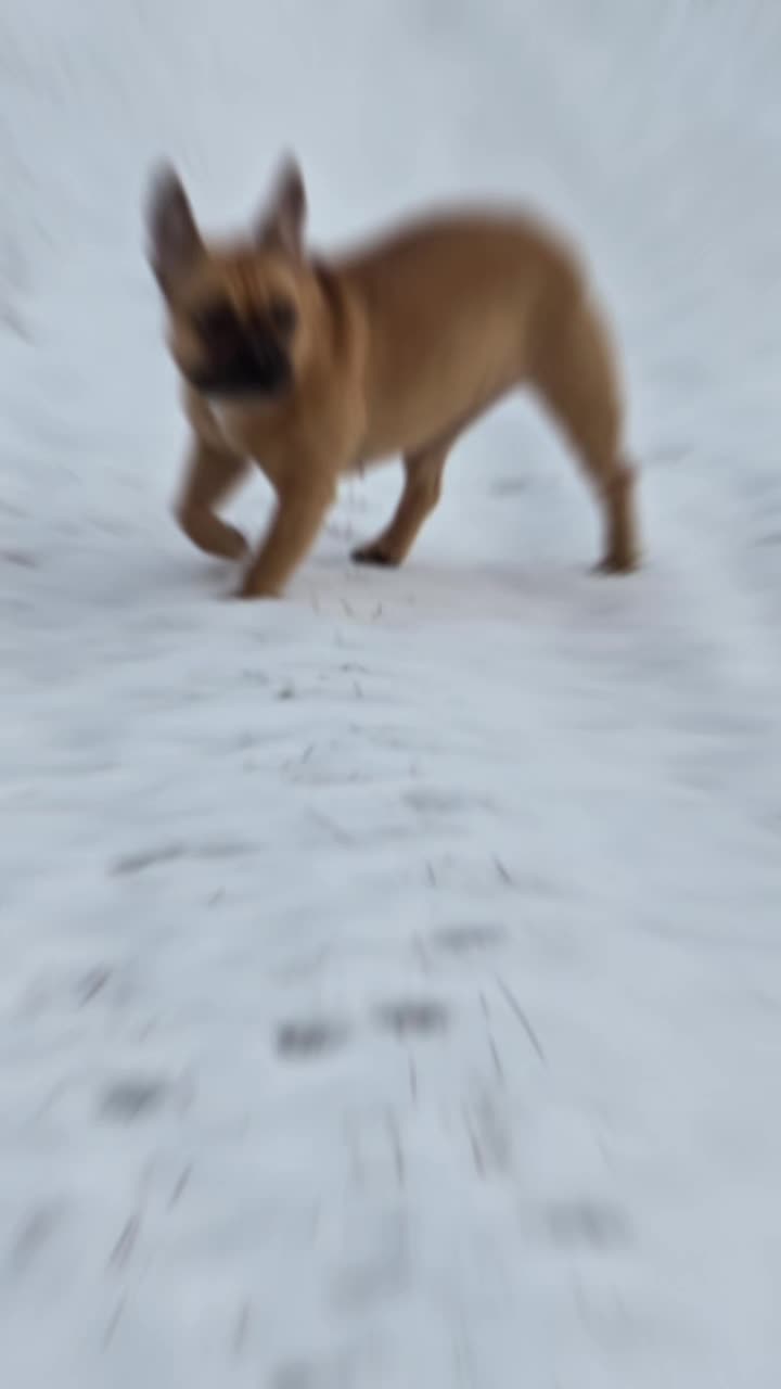 @🐾Bullytrulla🐶