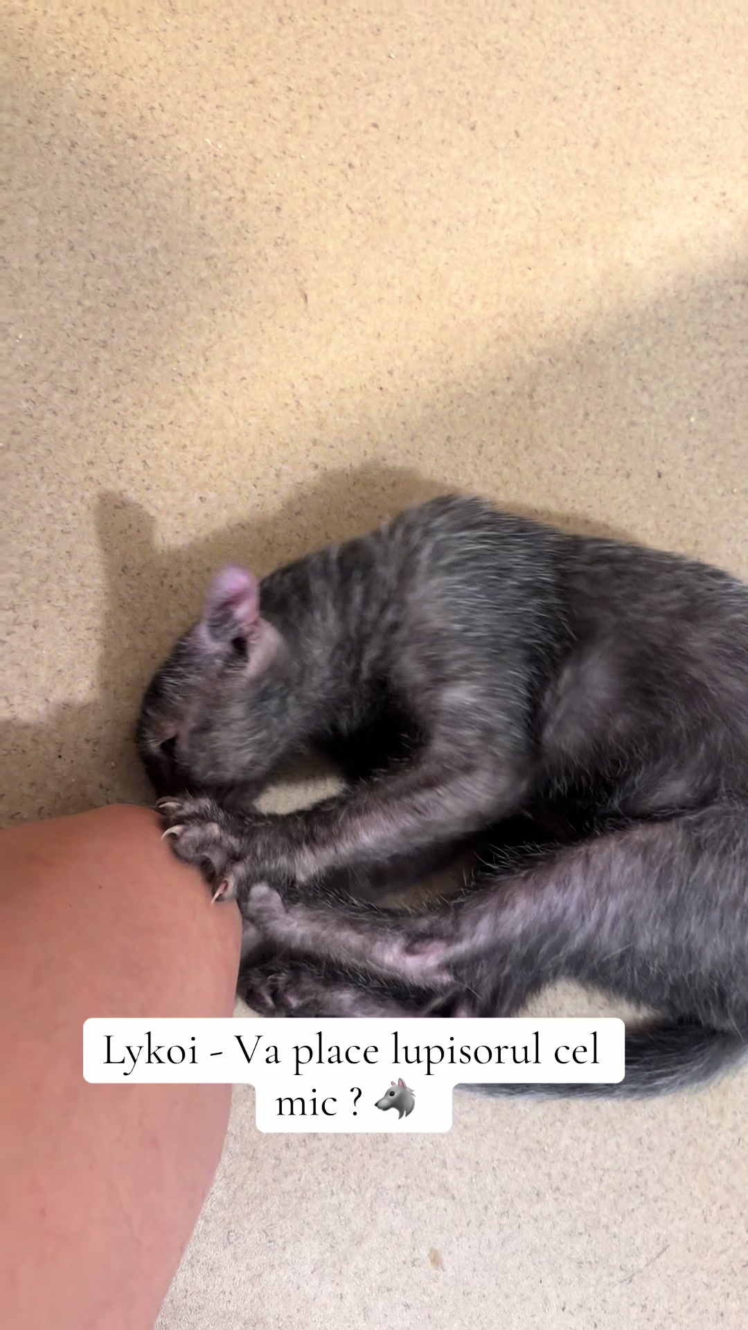 @Diana Ciortan Sphynx Romania
