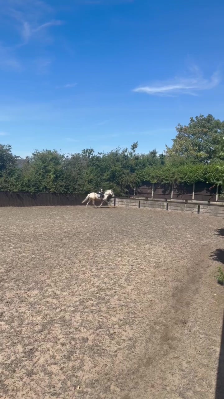 @LottiesHorseAdventures🦄🐴
