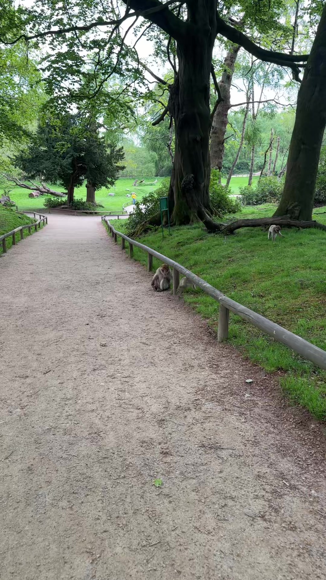 @Monkey Forest