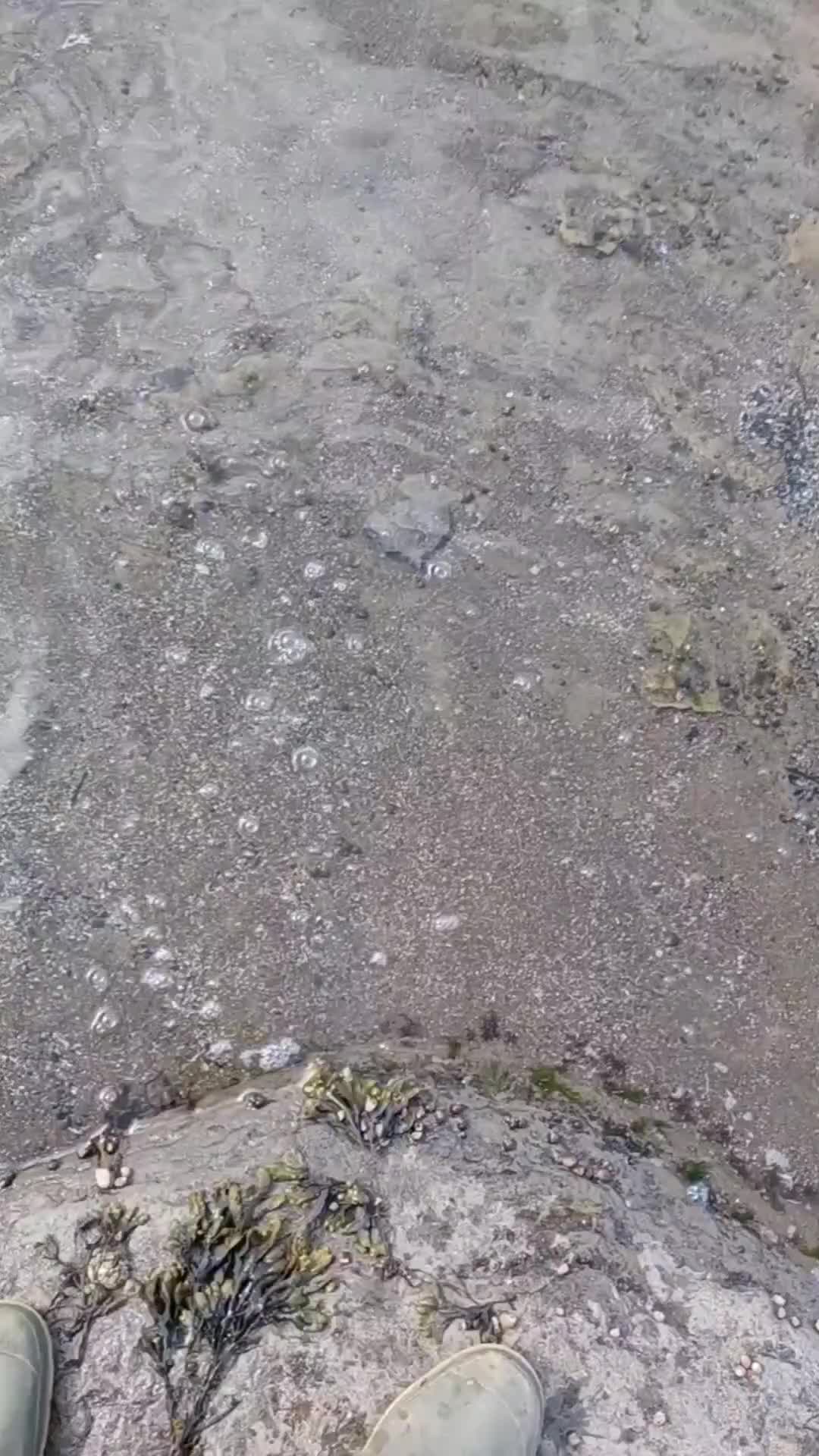 @All About The Fossils