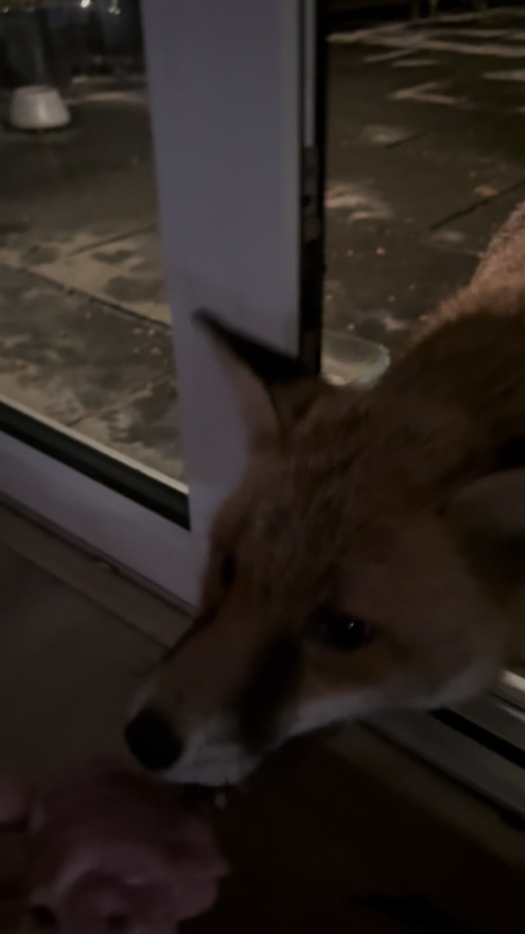 @gp_foxes