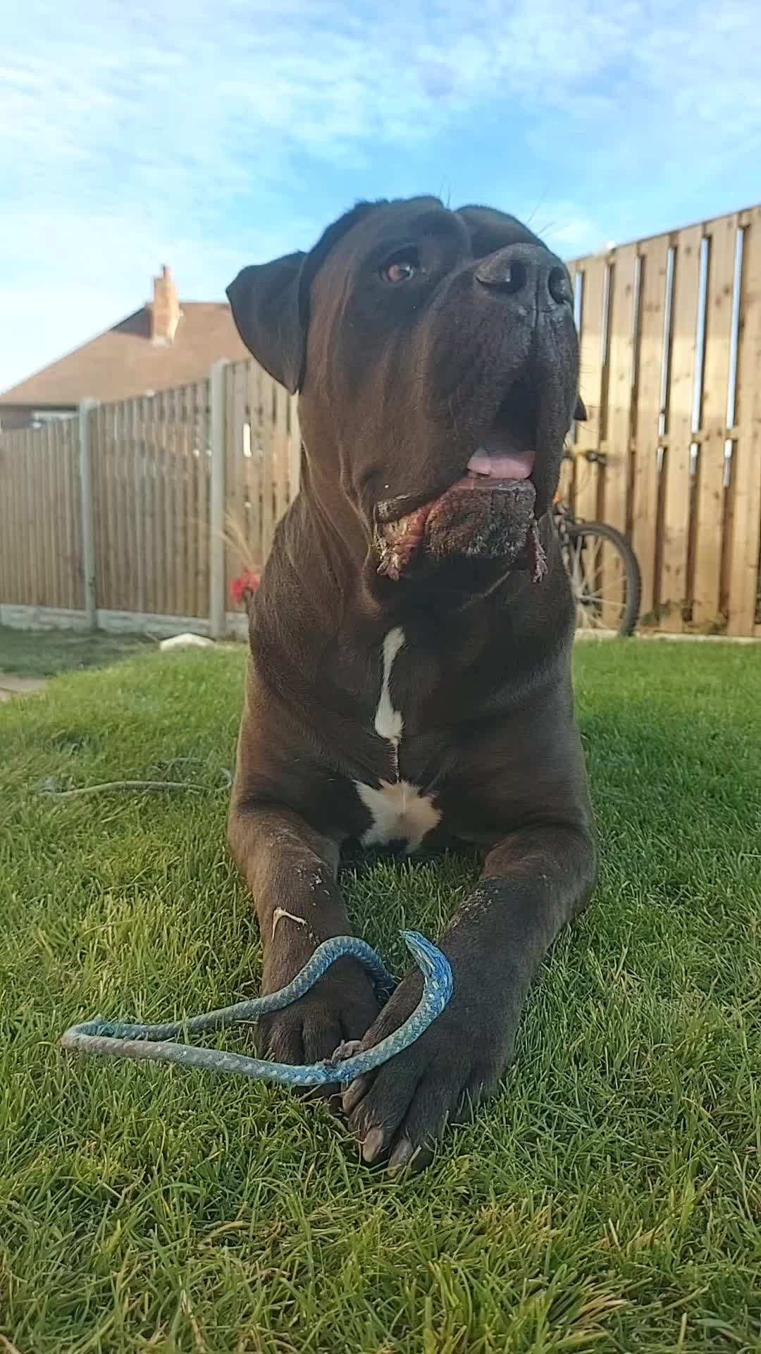 @Canecorspuppy