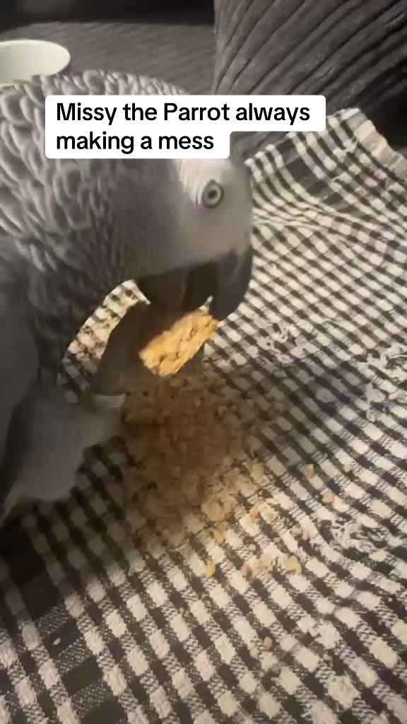@Norman and Missy the Parrot