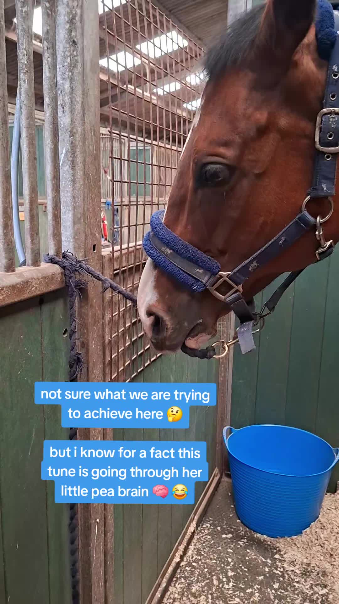 @Life with Suni D 🐴