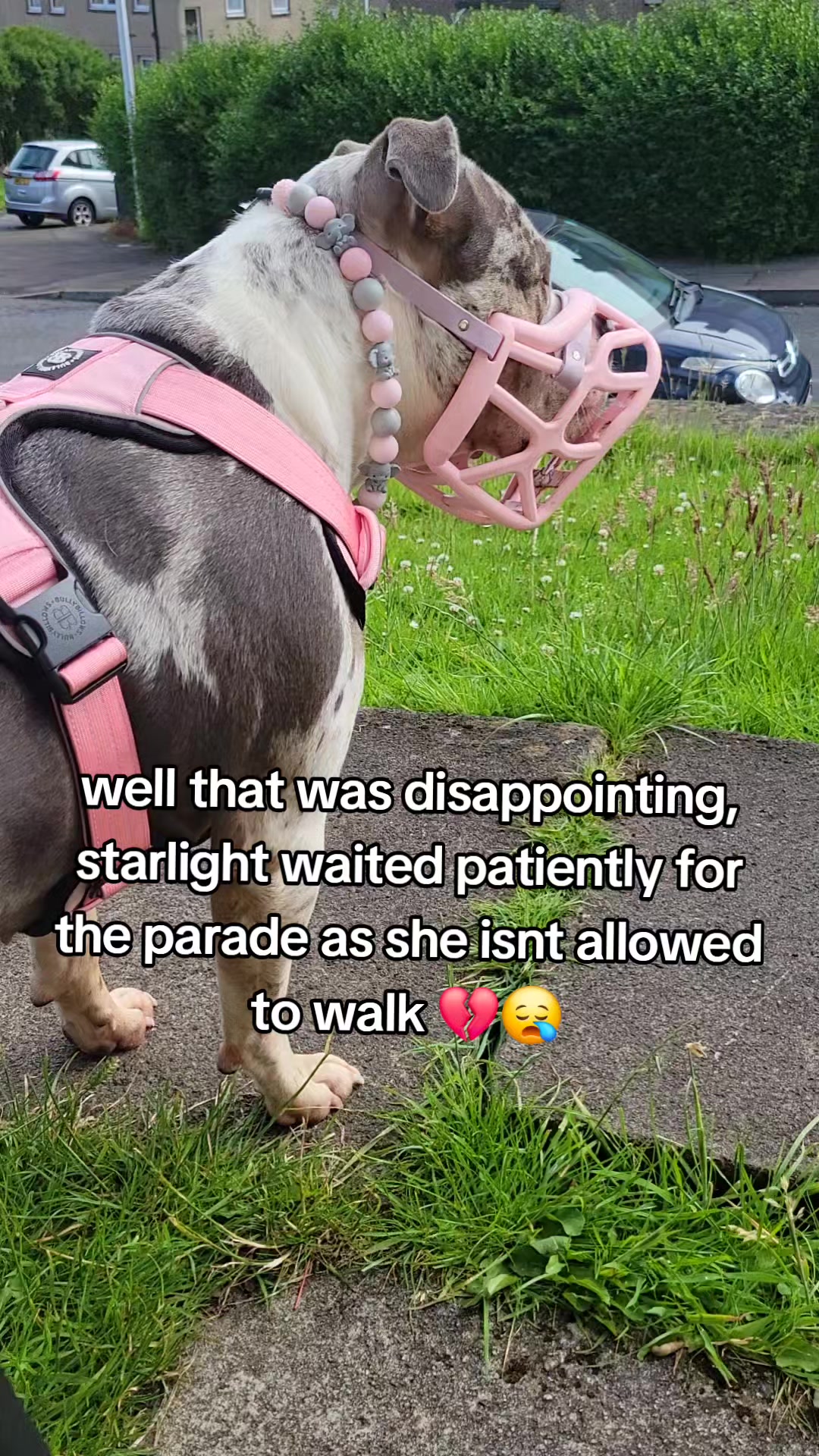 @kirsty+starlight the xl bully
