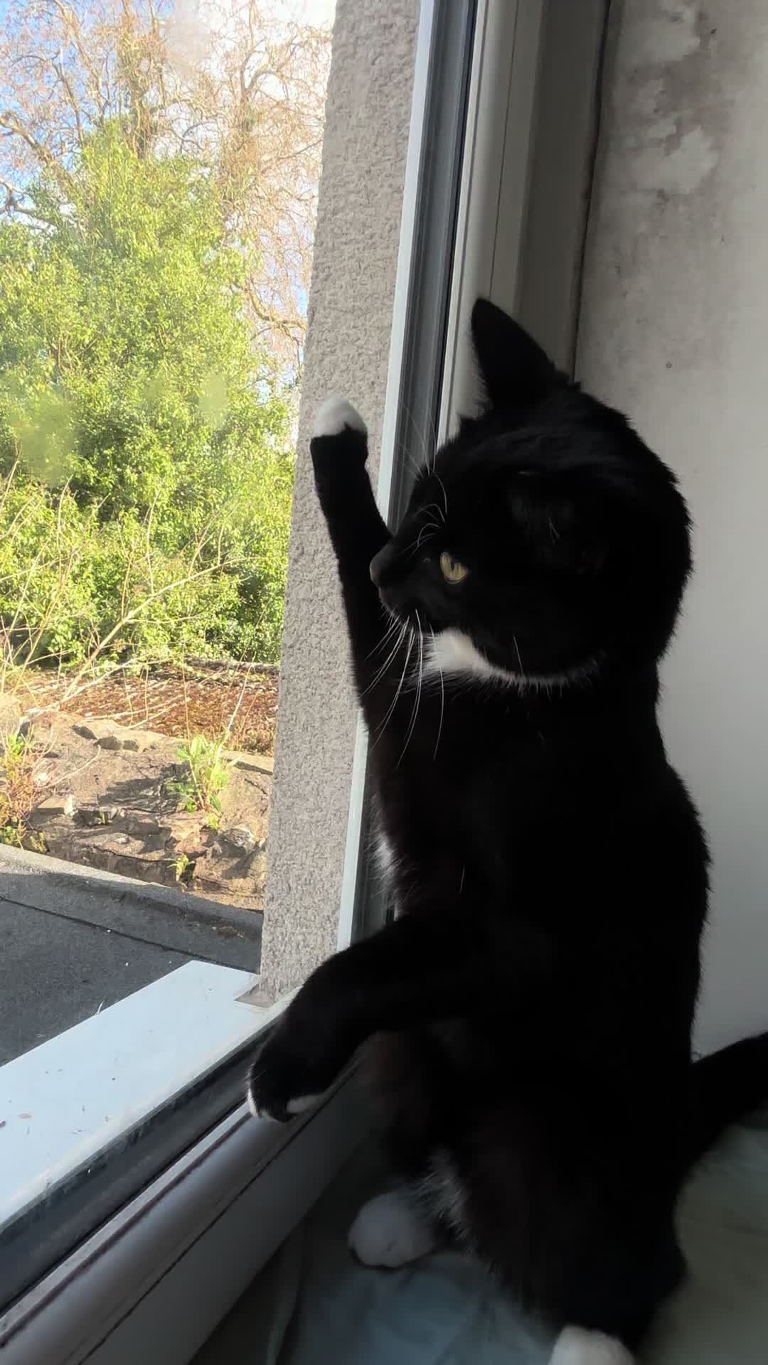 @frankiethetuxedocat_