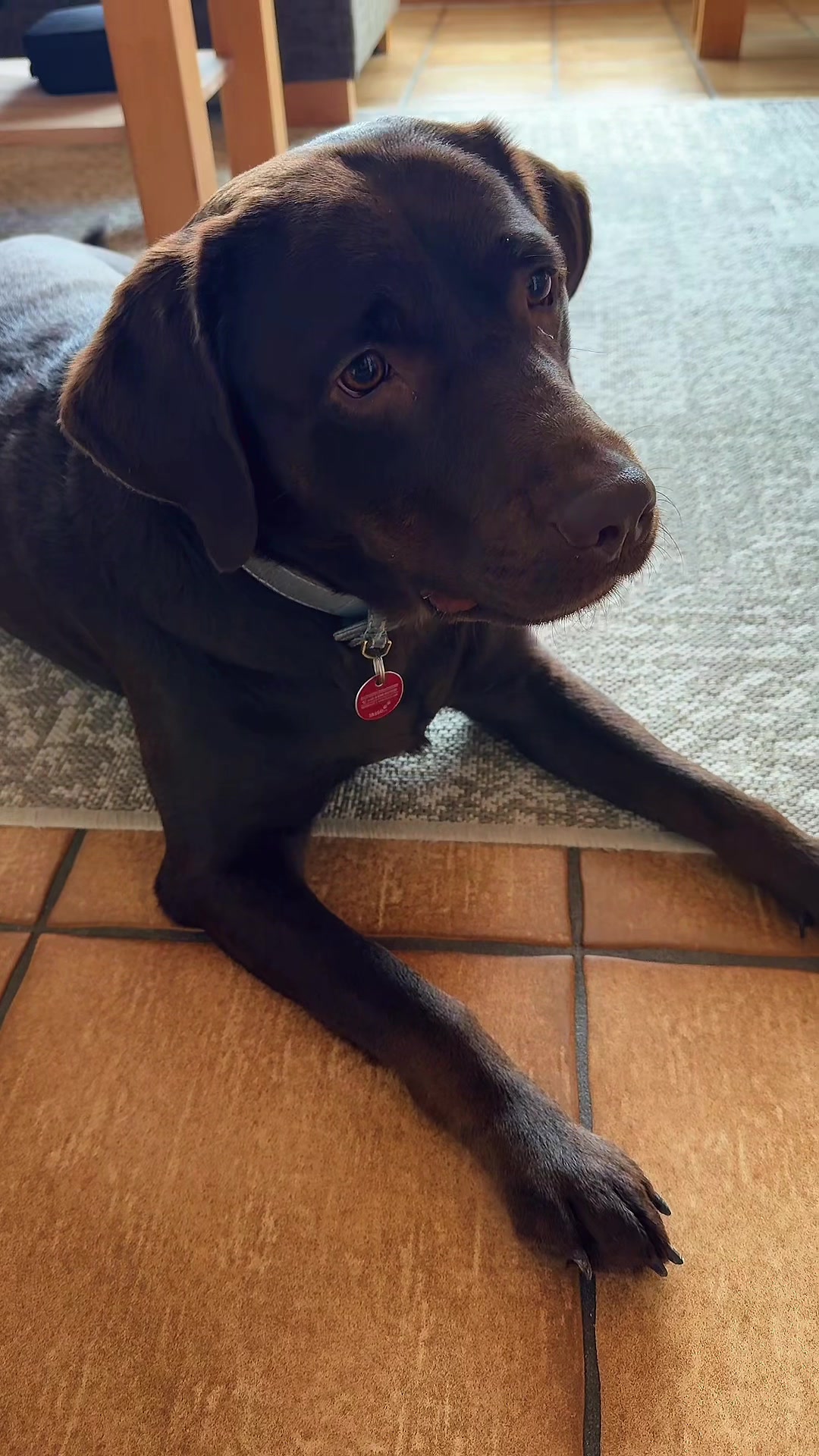 @Nala_thechocolab