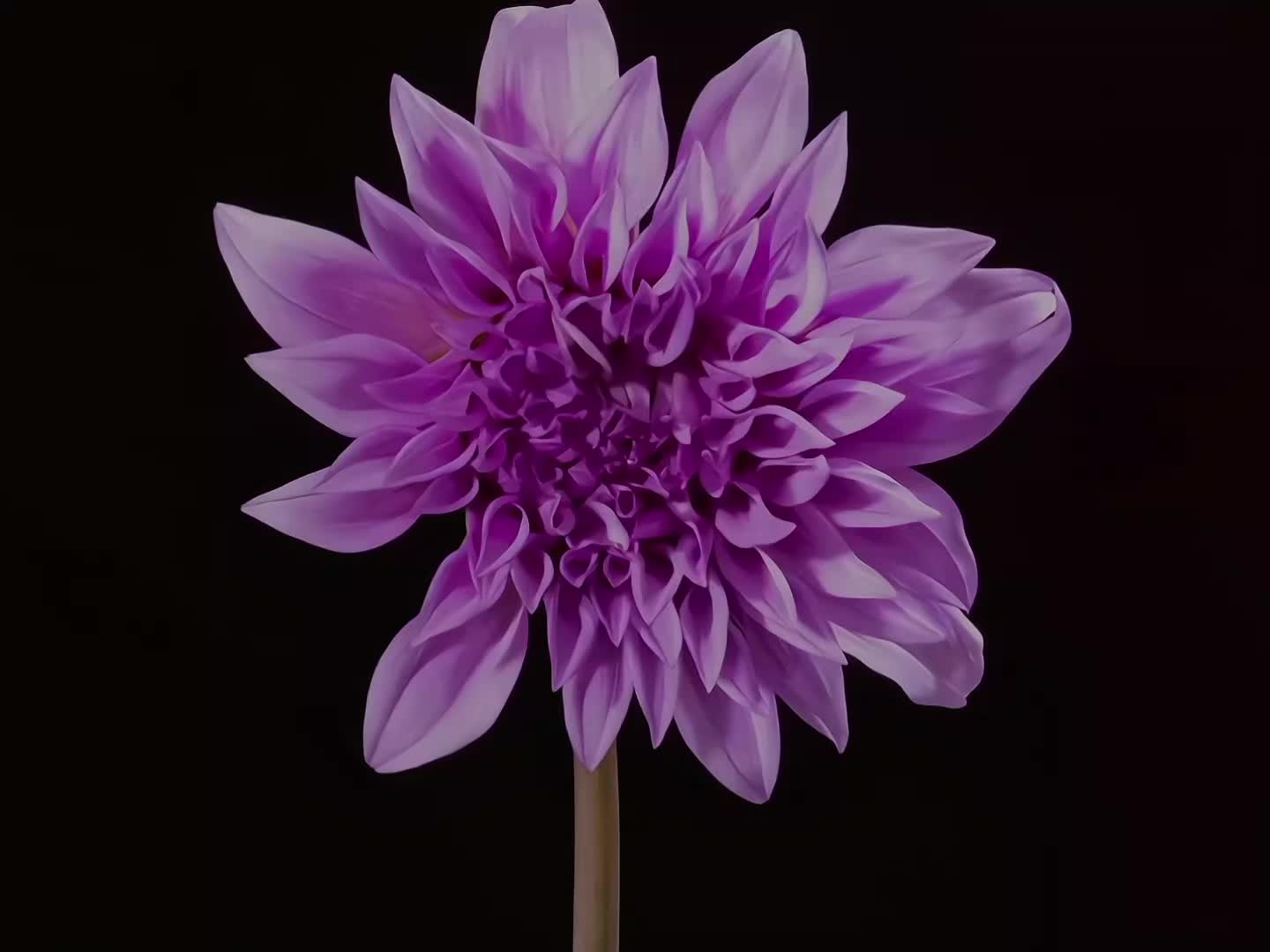 @𝘝𝘦𝘦❀