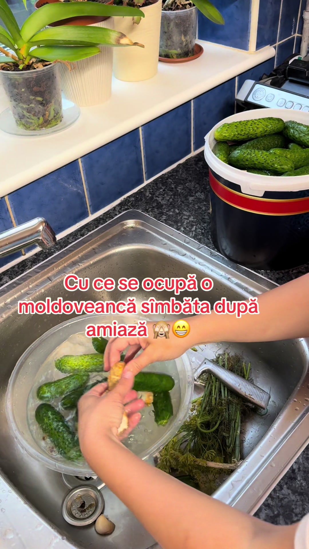 @Diana Batir