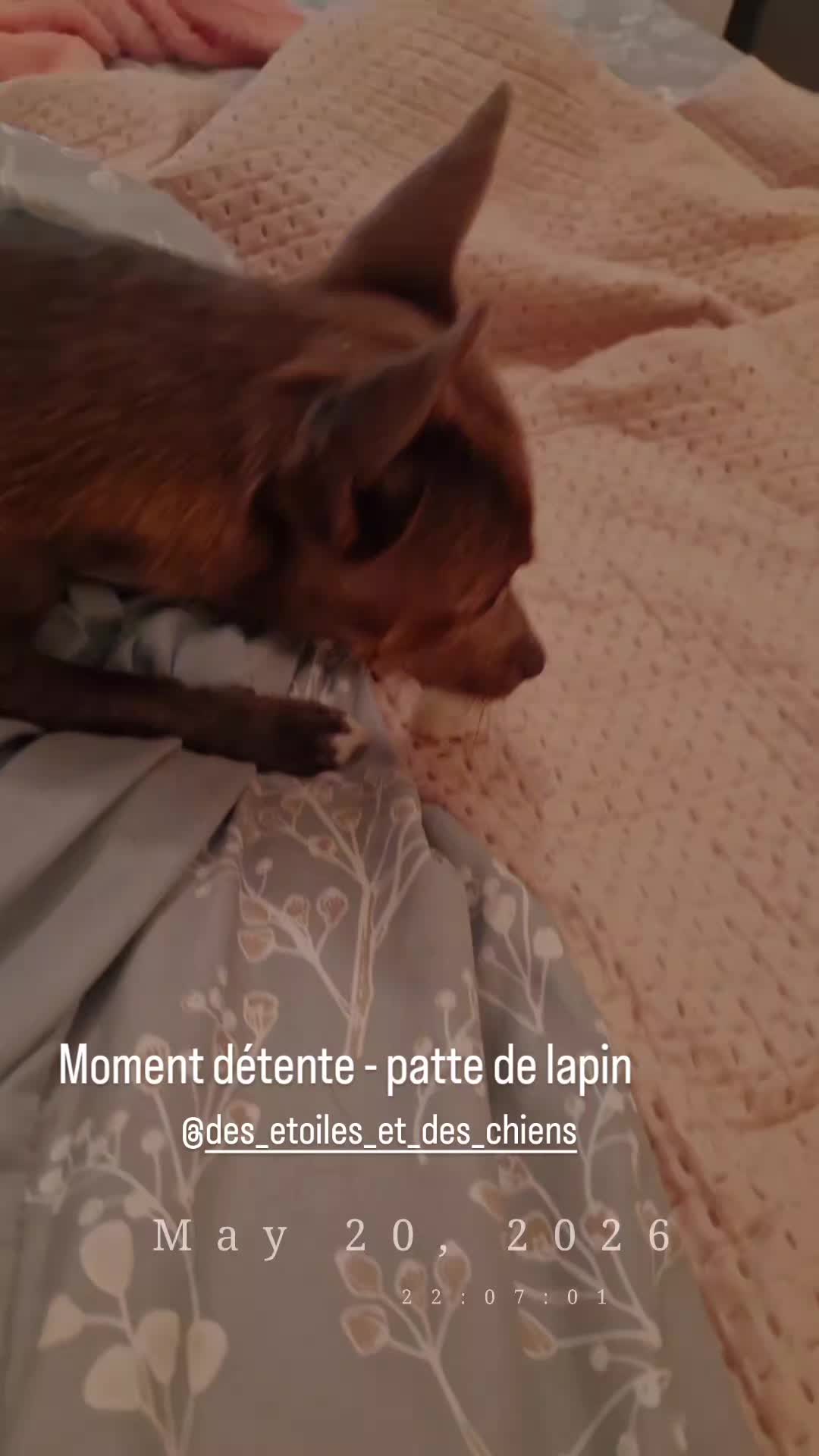 @Stéphy🐕🩷🤍🐶