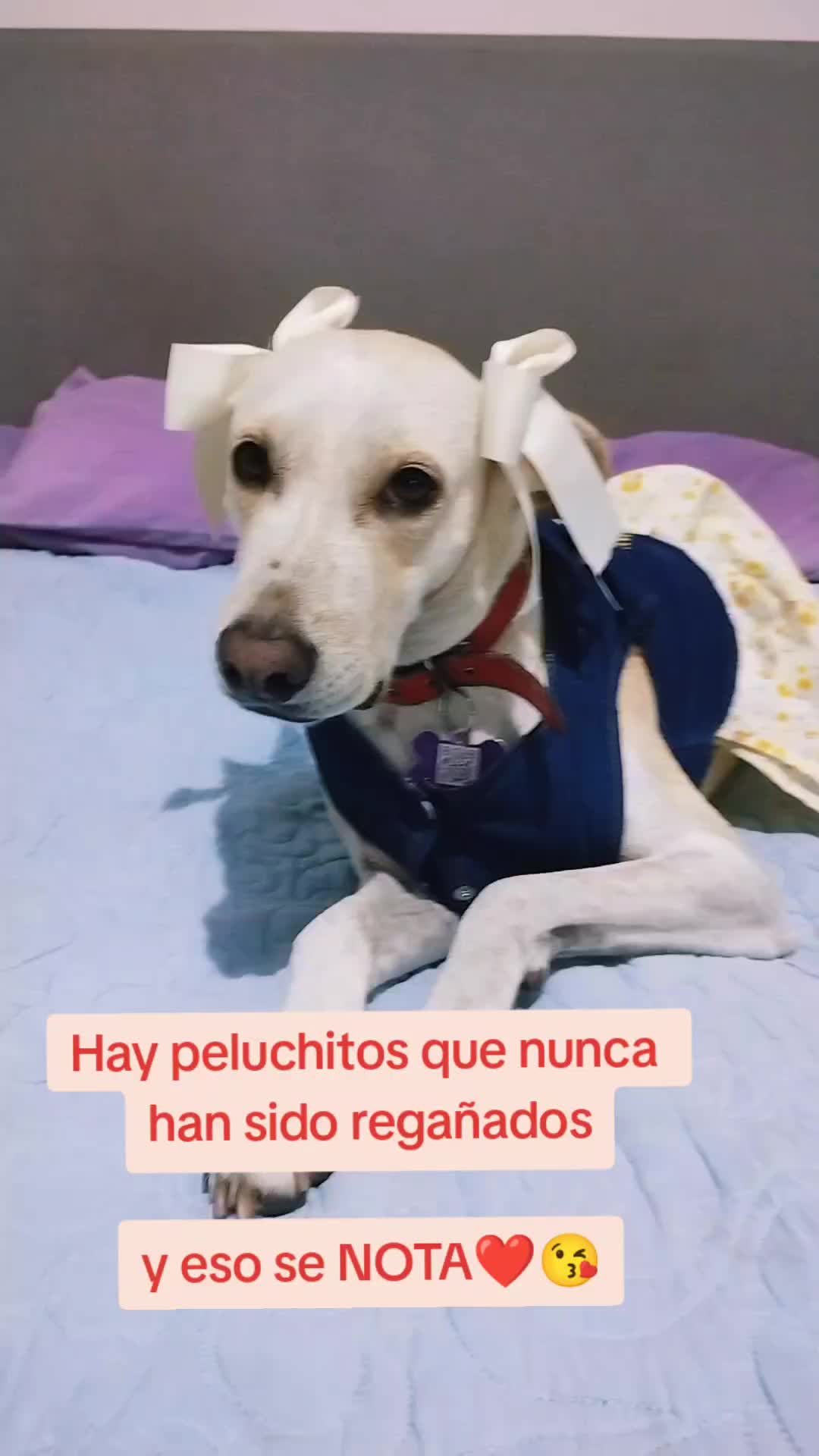 @winnie ❤🦮