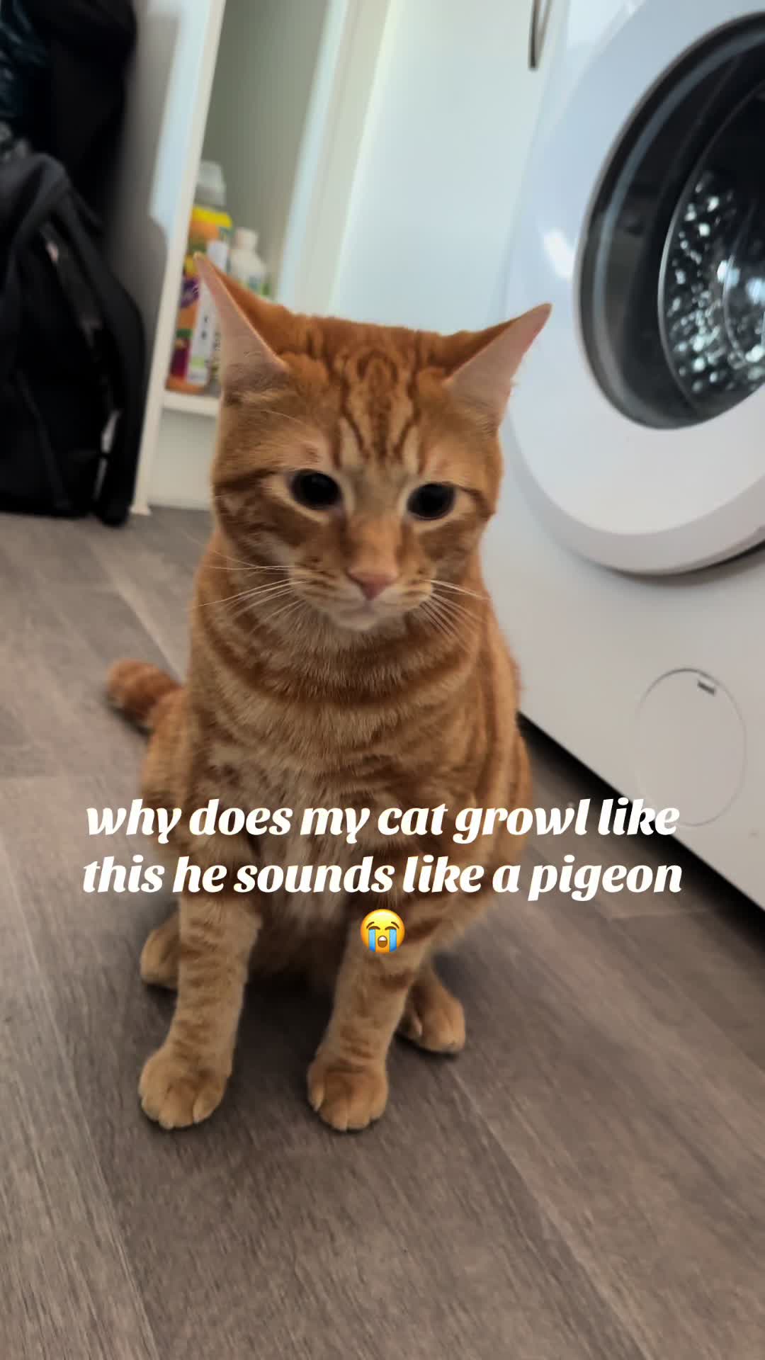 @Nacho&Bagel 🐈🐆