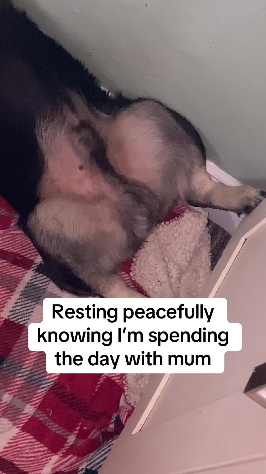 @Cheshire elite frenchies