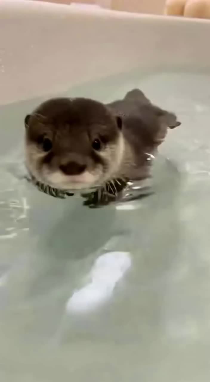 @baby_otters0