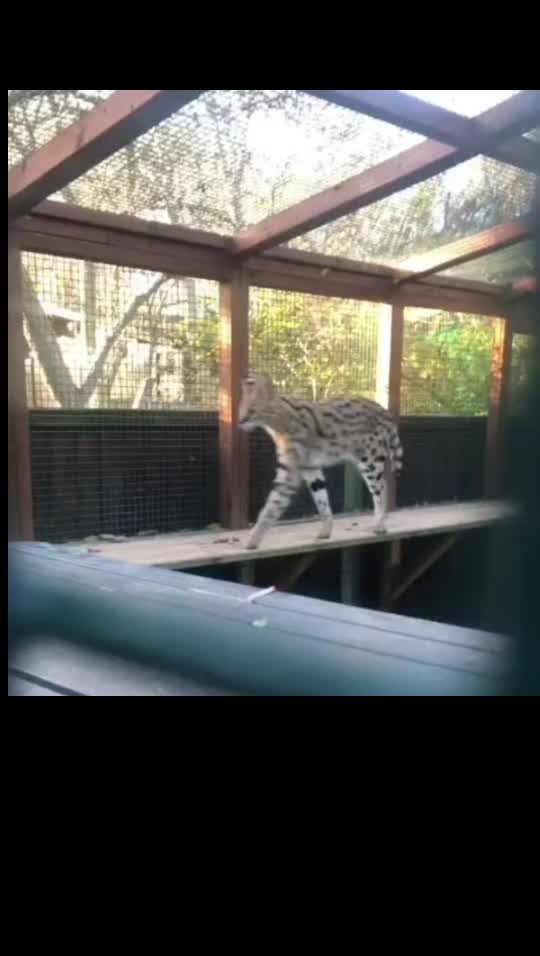 @animal kingdom uk