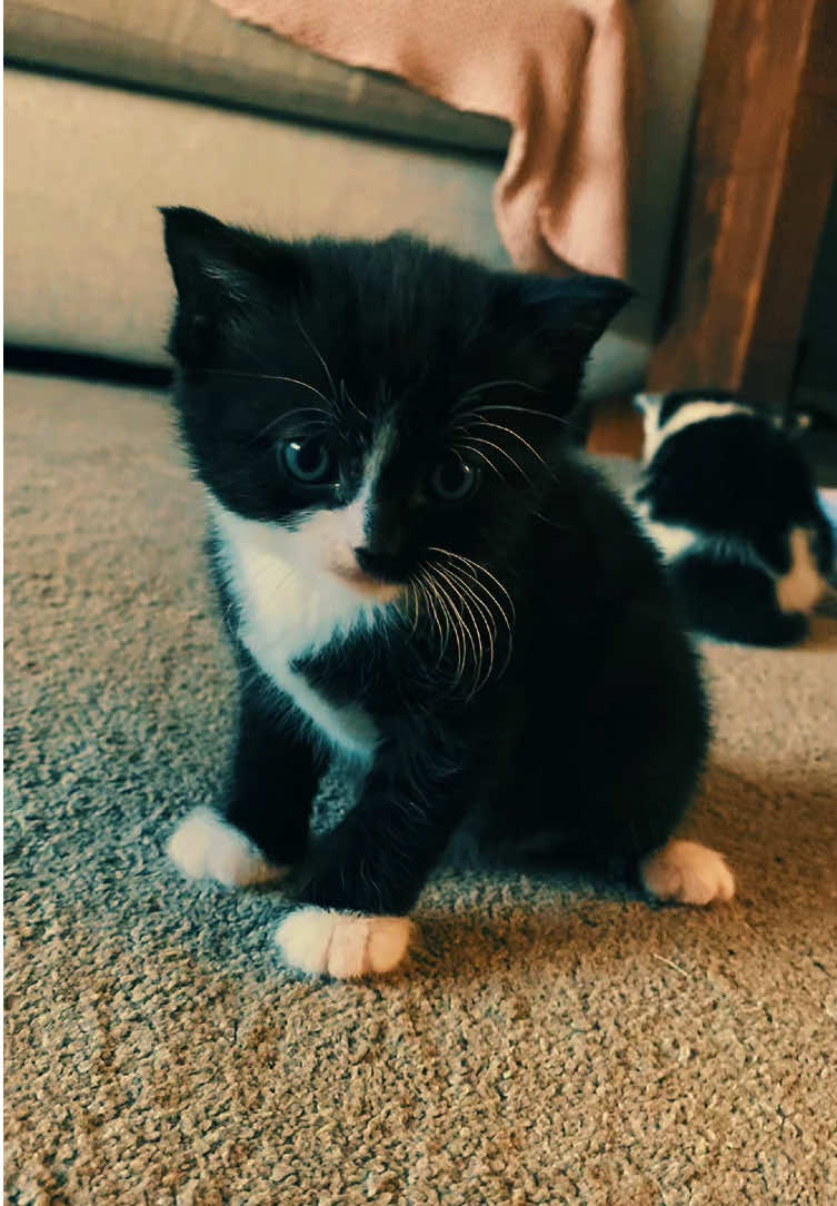 @Chloe Cat