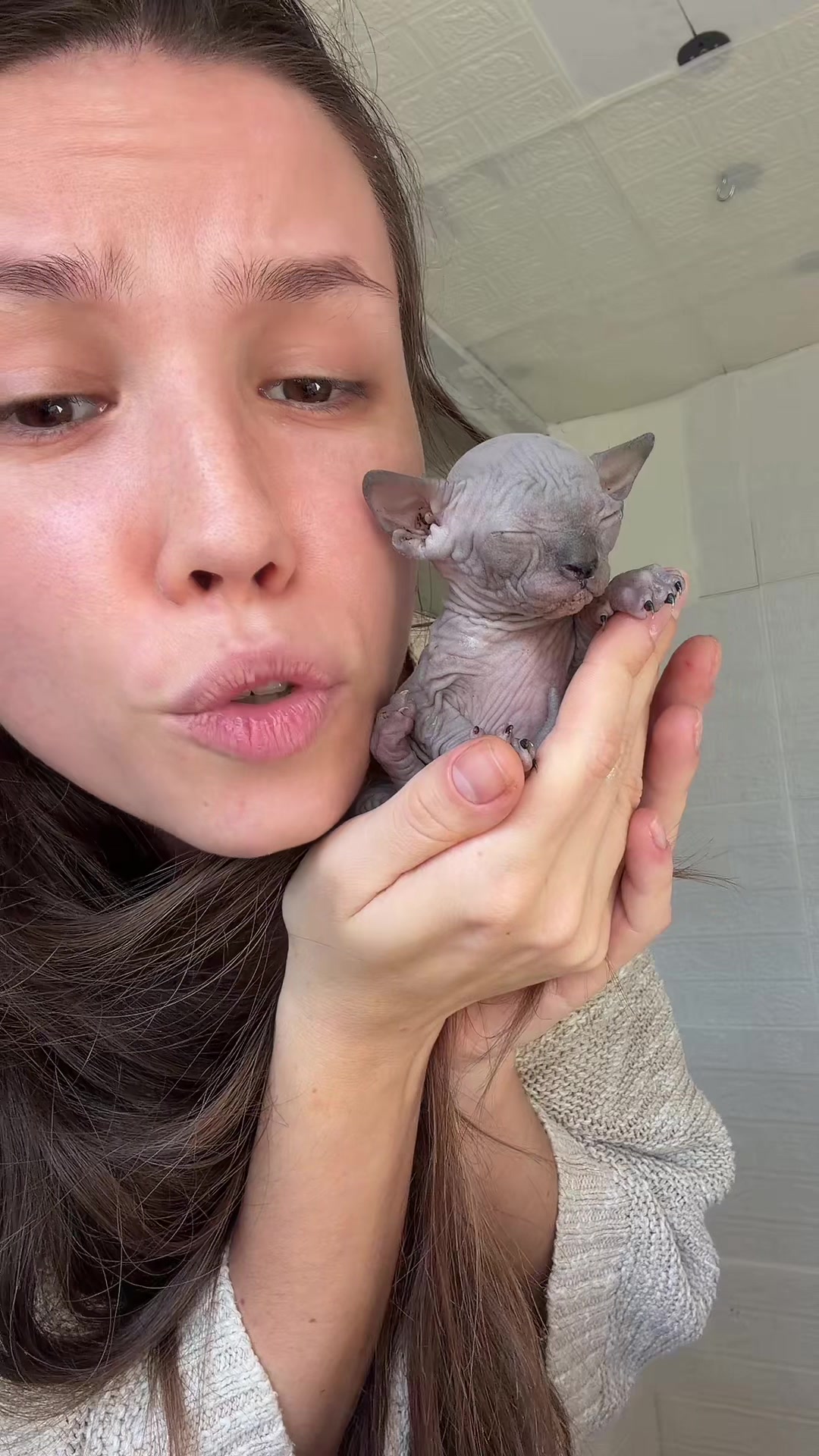 @Diana Ciortan Sphynx Romania